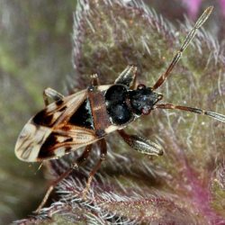 Scolopostethus decoratus
